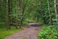 A path in the forest lit by the sun. Forest path on a sunny summer day Royalty Free Stock Photo