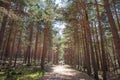 Path in forest with little girl and woman walking