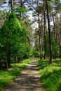 Hiking trail in forest
