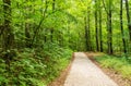 Path into forest with lush green foliage on trees Royalty Free Stock Photo