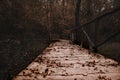 Path in the forest