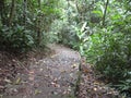 Path through the forest at Makiling botanical gardens, Philippines Royalty Free Stock Photo