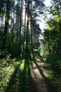 Path in the forest (manor Mihailovskoe)