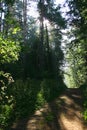 Path in the forest (manor Mihailovskoe)