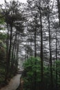 Path in forest in Mingyue Mountain, Jiangxi, China Royalty Free Stock Photo