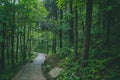 Path in forest in Mingyue Mountain, Jiangxi, China