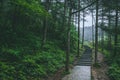 Path in forest in Mingyue Mountain, Jiangxi, China Royalty Free Stock Photo