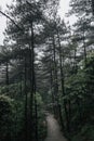 Path in forest in Mingyue Mountain, Jiangxi, China Royalty Free Stock Photo