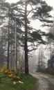 Path in the forest in the morning mist Royalty Free Stock Photo