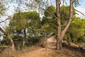 Path in the forest on Mount Tavor near the Christian Temple of the Transfiguration near Nazareth in Israel