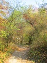 Path in the forest. Natural arch from the branches of autumn trees.