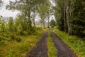 Path through a forest near Dolni Dvoriste, Czech Republ Royalty Free Stock Photo