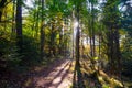 Path in the forest of the vosges mountains