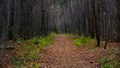 path ,forest path passing through the forest autumn evening,birches and pines against the sky,a straight road through the fern Royalty Free Stock Photo