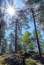 Path in a forest