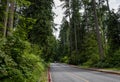 Path in the forest without people. Active recreation in nature. Bicycle path. Beautiful forest in summer. Hiking trail Royalty Free Stock Photo