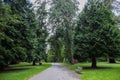 Path in the forest without people. Active recreation in nature. Bicycle path. Beautiful forest in summer. Hiking trail Royalty Free Stock Photo