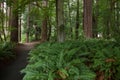 Path in the forest without people. Active recreation in nature. Bicycle path. Beautiful forest in summer. Hiking trail Royalty Free Stock Photo