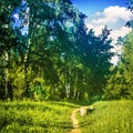 Path in the forest