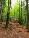 Path among the forest rooted trees in the mountain Royalty Free Stock Photo