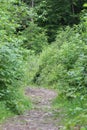 Path in a forest