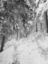 Path in forest Royalty Free Stock Photo