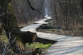 Path in the forest in the spring season