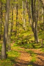 Path in the forest - spring time