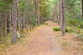 Path in forest