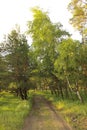 A path in the forest in summer. Pine and birch trees Royalty Free Stock Photo