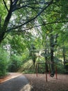 A path through the forest with sun rays through the trees