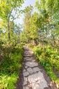 Path in the forest on sunny day, hiking trail in mountains Royalty Free Stock Photo