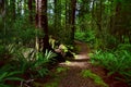 A path in a forest near Lake Rotoroa in the Nelson Lakes National Park, New Zealand, South Island Royalty Free Stock Photo