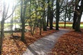 Path in the forest, surrounded with willow trees Royalty Free Stock Photo