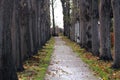 Path in the forest, surrounded with willow trees Royalty Free Stock Photo