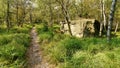 Path through in the forest in tall grass