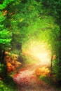 Path in the forest towards the light Royalty Free Stock Photo