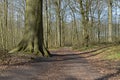 Path forest trail wood tree landscape Royalty Free Stock Photo