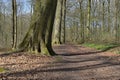 Path forest trail wood tree landscape Royalty Free Stock Photo