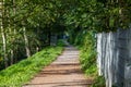 Path in the forest with trees in the background. Summer landscape Royalty Free Stock Photo