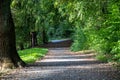Path in the forest with trees in the background. Summer landscape Royalty Free Stock Photo