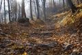 Path In The Forest with Trees with Golden Dry Leaves