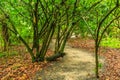 A path through a forest with trees and leaves on the ground Royalty Free Stock Photo