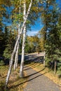 Path in a forest with trees and leaves on the ground Royalty Free Stock Photo