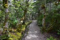 A path in a forest in the Kahurangi National Park, New Zealand, South Island