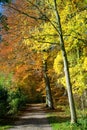 Path through forest with vibrant autumn colors