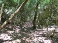 Path through the forest where shadows and light intertwine