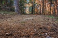 Path in a forest of wild pines with the last rays of sun. Sierra of Guadarrama. Spain