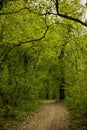 Path in the forest.Wild trees forest with road in tranquility,green trees in lights Royalty Free Stock Photo