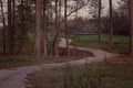 A path in the forest